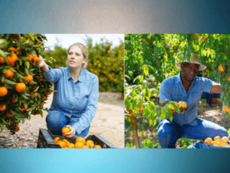356+Fruit Picking Jobs in New Zealand 2024