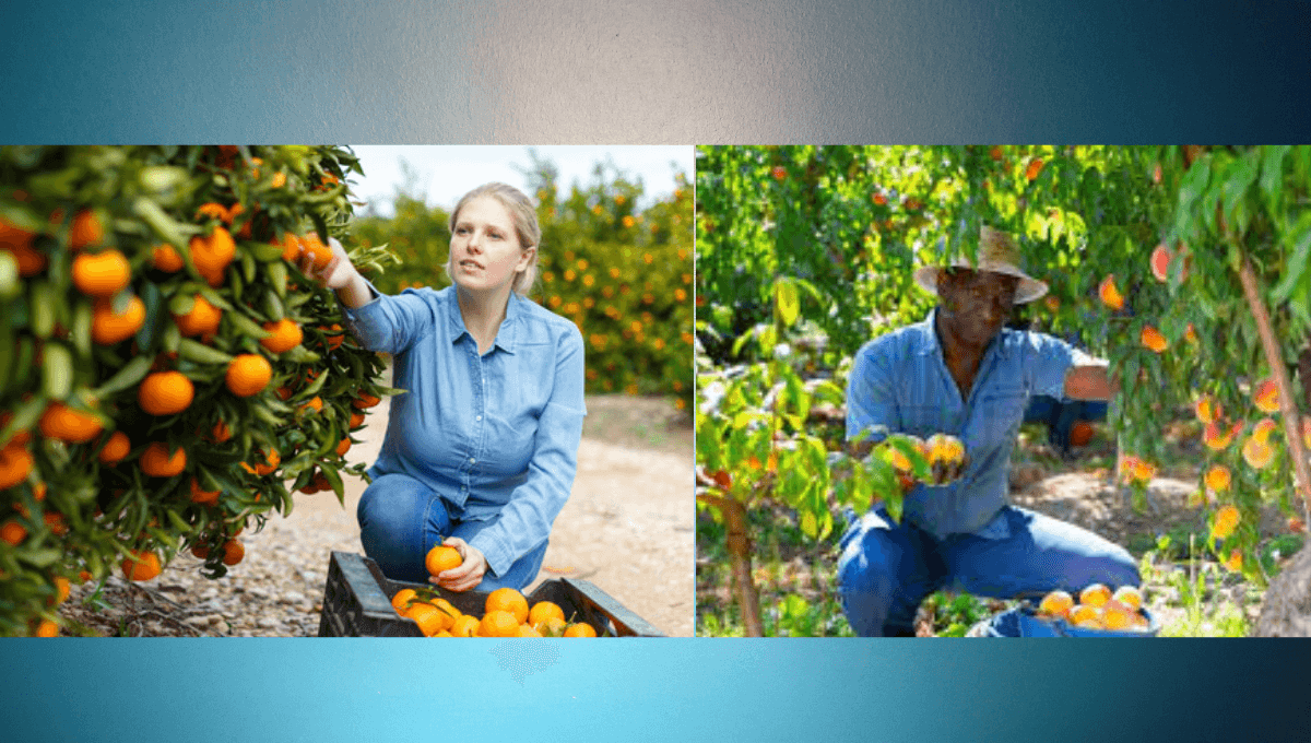 356+Fruit Picking Jobs in New Zealand 2024