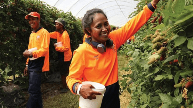Berries Picking Jobs in Australia Nov 2024
