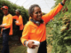 Berries Picking Jobs in Australia Nov 2024