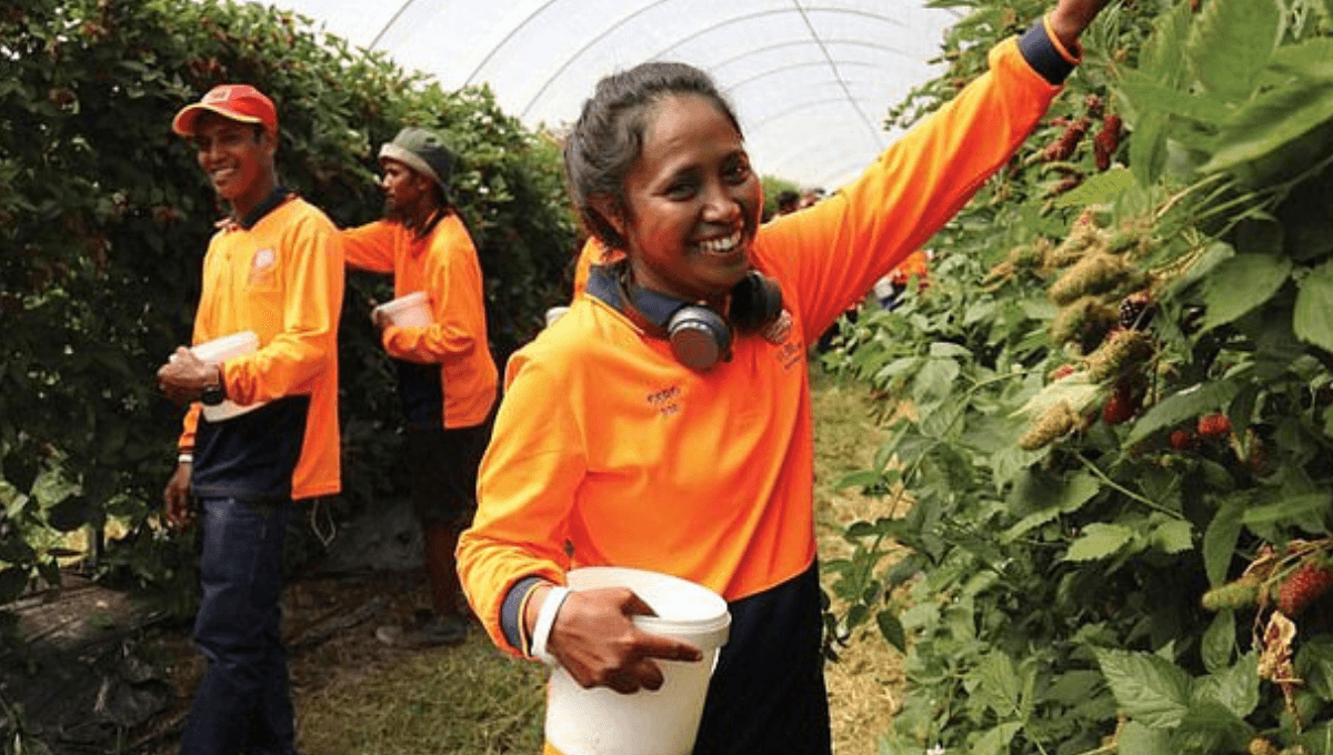 Berries Picking Jobs in Australia Nov 2024