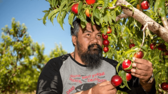 Agriculture Jobs in Poland for Foreigners 2024