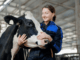 875+Dairy Farming Jobs in New Zealand