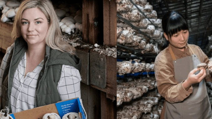 Mushroom Farm Worker 50+Jobs in Canada Jan 2025