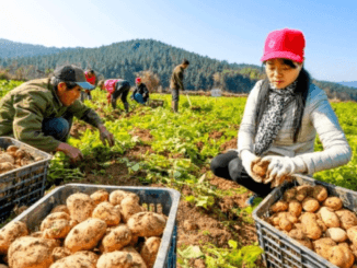 Vegetable Farm Worker Jobs in USA Potato Farms