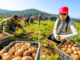 Vegetable Farm Worker Jobs in USA Potato Farms