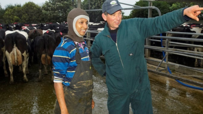 Dairy Farm Worker jobs in New Zealand - 250 vacancies