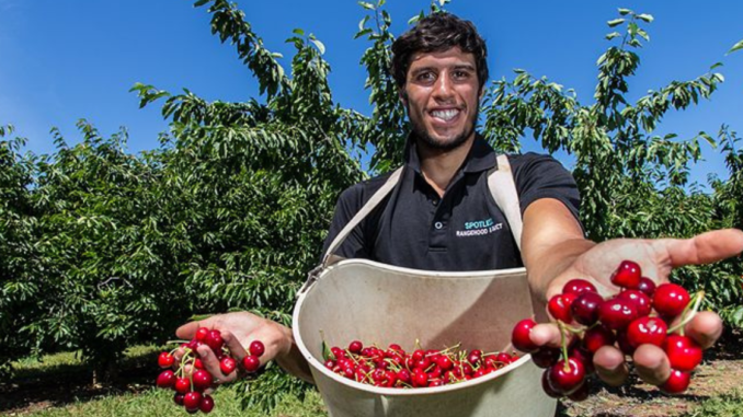300+Cherry Orchard Worker Jobs in Australia February 2025