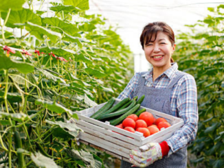 Farm workers Jobs In Japan For Foreigners