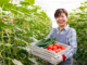 Farm workers Jobs In Japan For Foreigners
