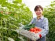 Farm workers Jobs In Japan For Foreigners