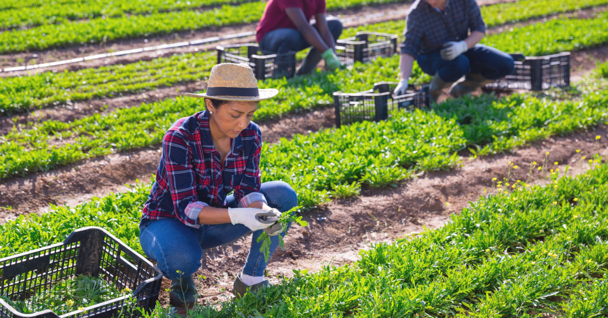 Farm Jobs in New Zealand, Job Vacancies - Mar 2025