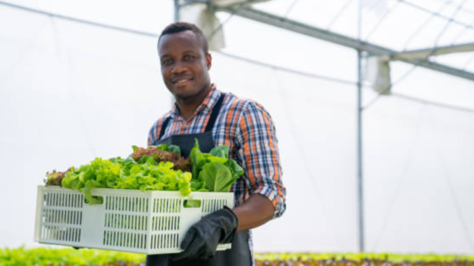 Farm Jobs in Netherlands for Foreigners 2025