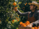 Fruit and Vegetable Picker Jobs in Canada April 2025