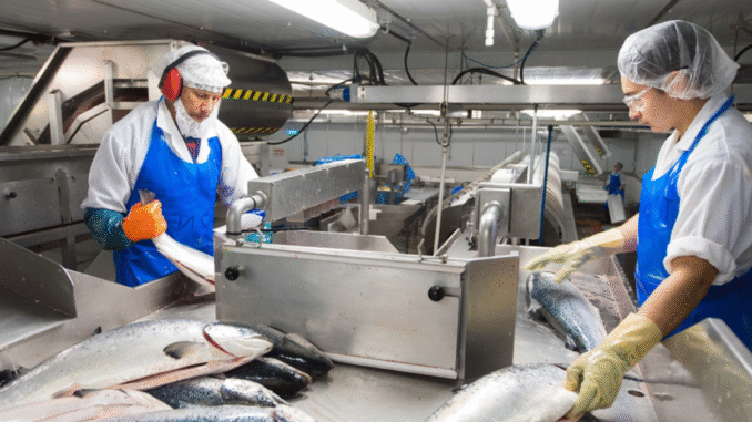 Fish Packing Jobs in Poland April 2025