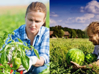 Dairy Farm Worker Jobs in Finland For Foreigners 2025