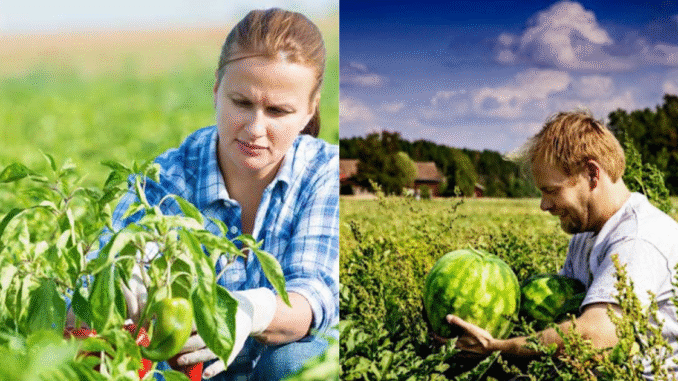 Dairy Farm Worker Jobs in Finland For Foreigners 2025