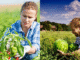Dairy Farm Worker Jobs in Finland For Foreigners 2025