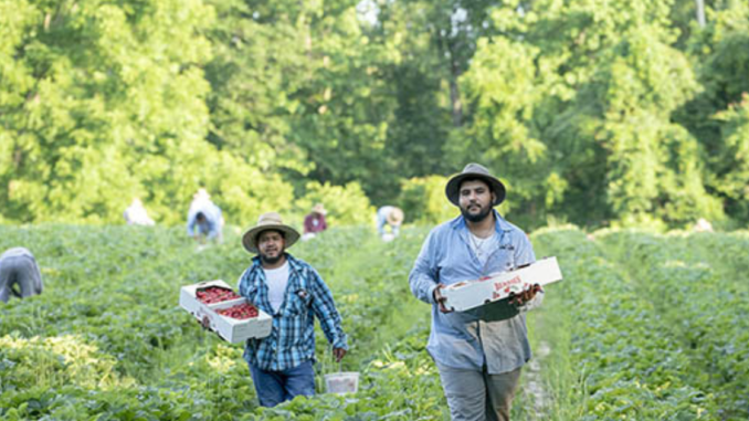 General Farm Worker Livestock in Canada April 2025