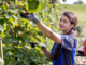 Fruit Picking Harvesting Jobs in Australia April 2025