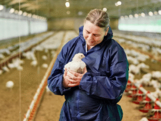 Poultry Full Time Jobs in Australia - May 2025