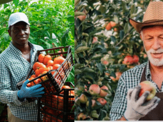 Fruit Picker Jobs in Canada May 2025