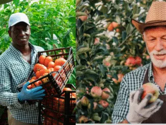 Fruit Picker Jobs in Canada May 2025
