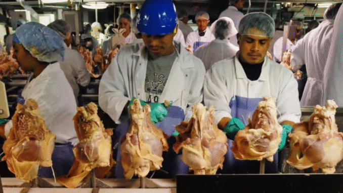 Chicken Farm Assistant Workers Jobs in New Zealand May 2025