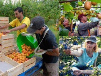 Fruit Picking Jobs in Belarus for Foreigners May 2025