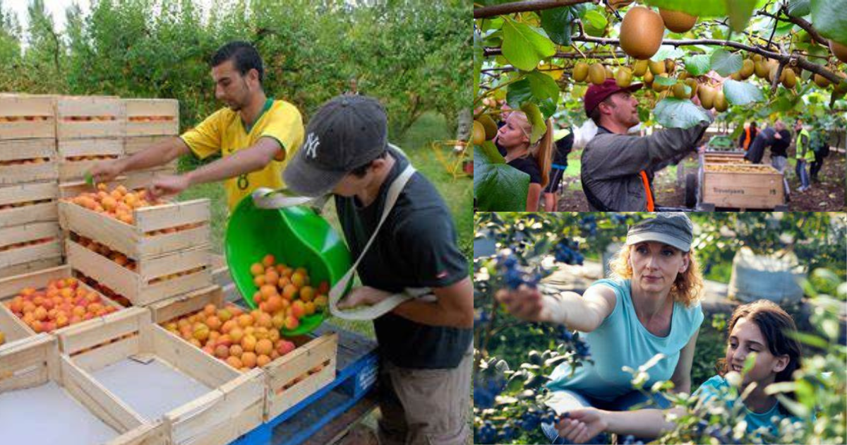 Fruit Picking Jobs in Belarus for Foreigners May 2025
