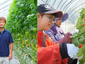 Tomato Farmer Job Vacancies in Japan 2025