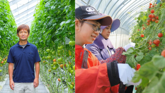 Tomato Farmer Job Vacancies in Japan 2025