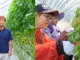 Tomato Farmer Job Vacancies in Japan 2025