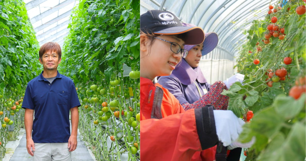 Tomato Farmer Job Vacancies in Japan 2025