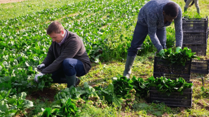 Farm Worker Jobs in Finland May 2025