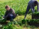 Farm Worker Jobs in Finland May 2025