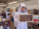Bee Farm Worker Jobs in Australia