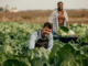 200+Farm Jobs in Switzerland for Foreigners