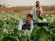 200+Farm Jobs in Switzerland for Foreigners