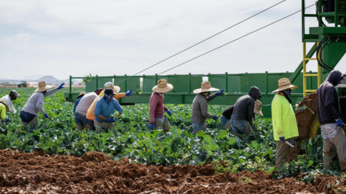 General Farm Worker Harvesting Jobs in Canada June 2025