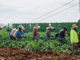 General Farm Worker Harvesting Jobs in Canada June 2025