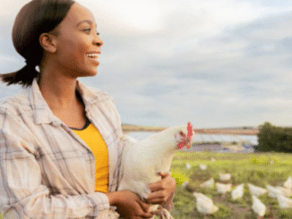 Poultry Farm 455+Jobs in Poland for Foreigners