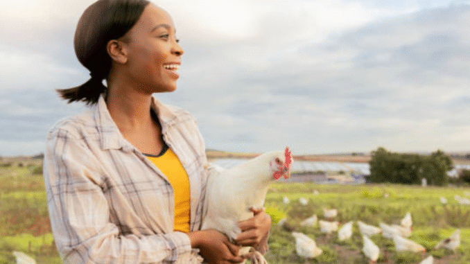 Poultry Farm 455+Jobs in Poland for Foreigners