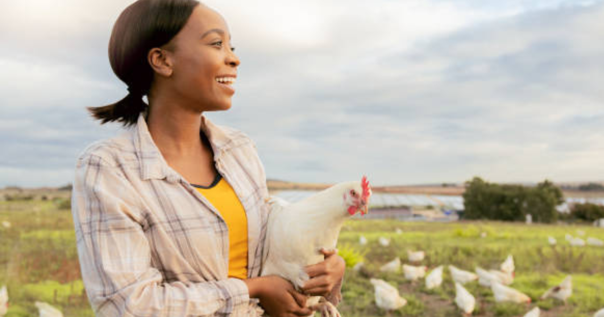 Poultry Farm 455+Jobs in Poland for Foreigners