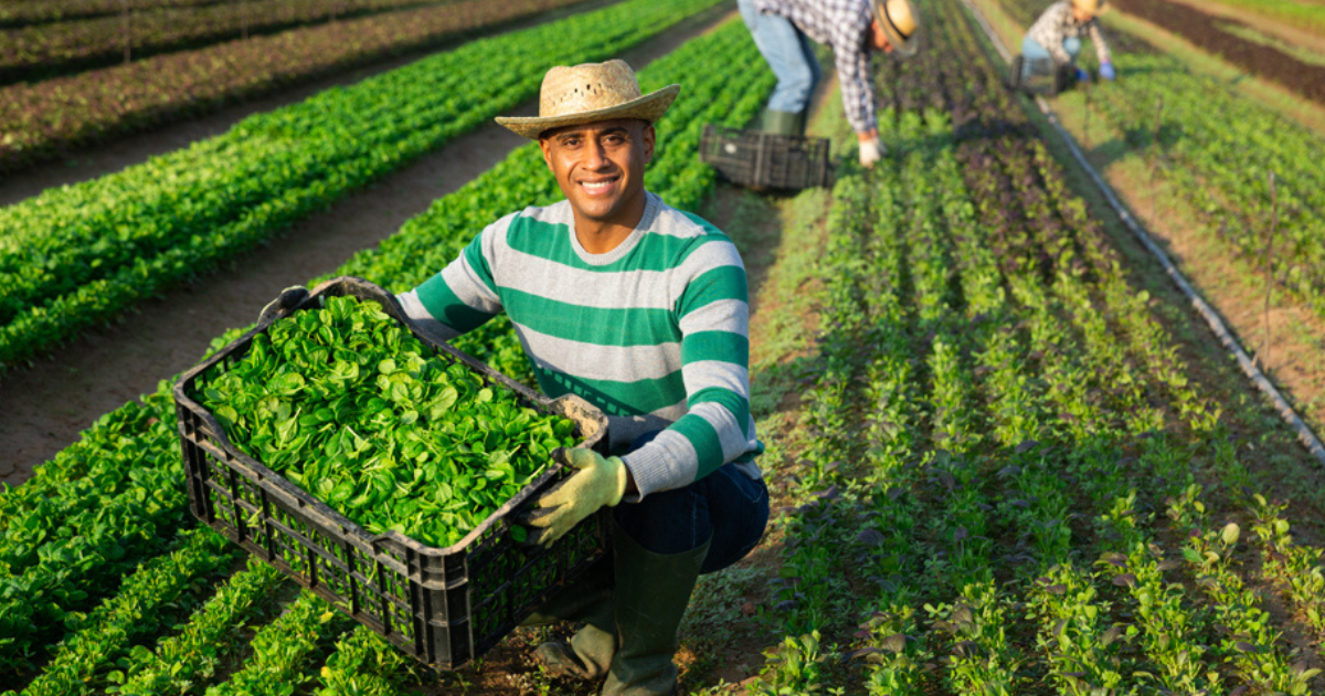 Farm Jobs in Netherlands for Foreigners June 2025