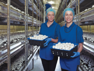 Mushroom Farm Worker Jobs in Canada Toronto Region
