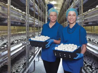 Mushroom Farm Worker Jobs in Canada Toronto Region