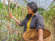 Farm Worker Fruit Picking Jobs in Italy 2025