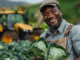 Vegetable Farm Tractor Jobs in New Zealand july 2025