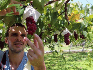 Fruit Picking Jobs in Canada All You Need to Know